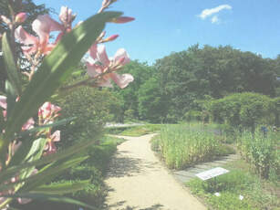 Apothekergarten Foto