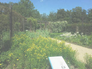 Apothekergarten Foto