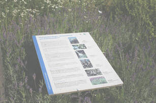 Informationstafel im Apothekergarten Gütersloh